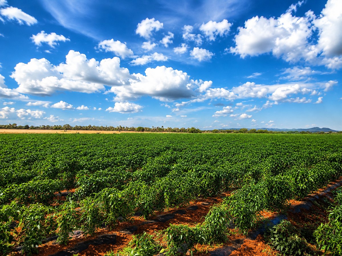 Campo extenso de chiles en Zacatecas